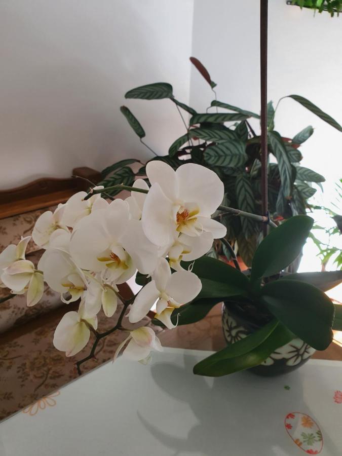 Apartman Noa Knin Extérieur photo